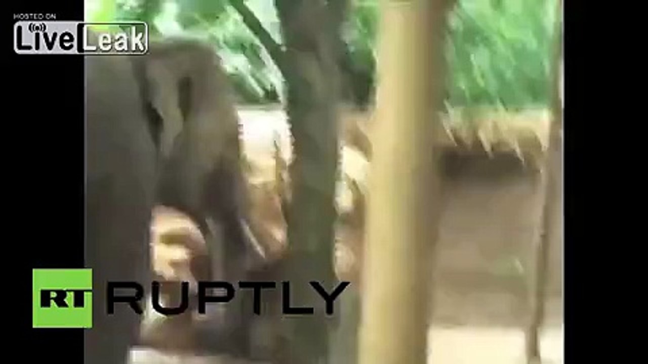 LiveLeak.com - India: Watch elephant ATTACK village, two children injured