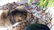 猫をモフるだけの動画 02