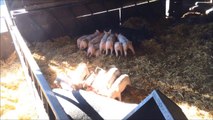 Farm animals pigs Animaux de ferme cochons kids videos videos pour enfants