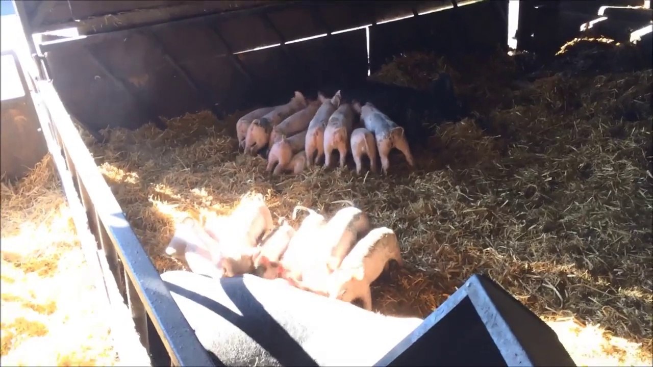 Farm animals pigs Animaux de ferme cochons kids videos videos pour enfants
