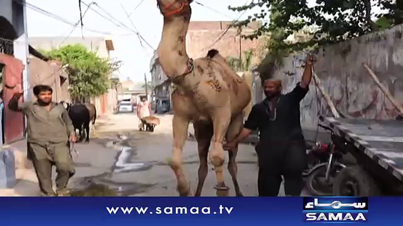 Bhola, the camel loves to dance