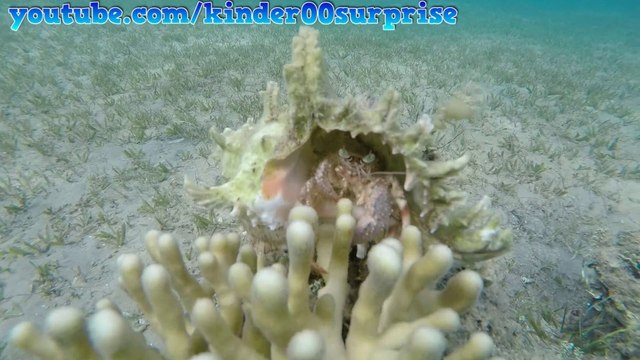 Holiday in Egypt Hurghada Red Sea underwater, Test GoPro HERO4 Video HD #6day
