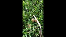 Magic Mushroom Madness (Psilocybe Semilanceata Liberty Caps) Magic Mushrooms, Shrooms