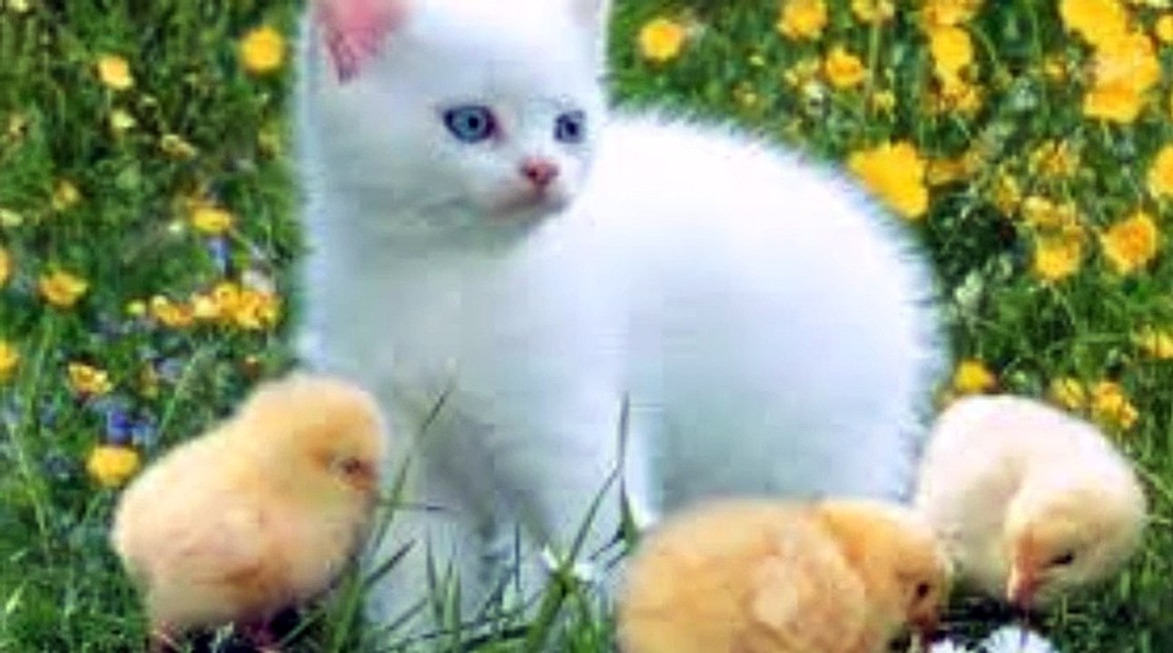most beautiful white  cats in the world