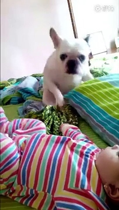 Dans Eden Köpek Kırdı Geçirdi
