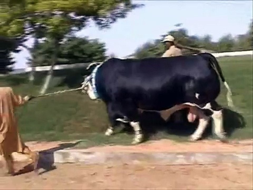 Tufaan, Shahid Afridi branded cows , 2015