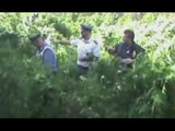 Palermo - Scoperta maxi piantagione di marijuana: 2 arresti (22.09.15)