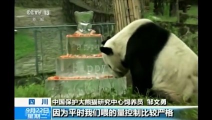 Le panda Pan Pan, 130 descendants, fête ses 30 ans