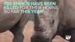 World Rhino Day Honors A Species Plagued By Poaching
