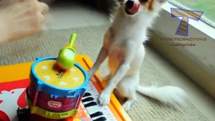 Funny animals playing instruments - Cute and funny animal compilation