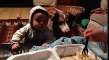 Yemeği Alabilmek İçin Mama Diyen Köpek