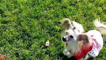 Cute Dogs Saying "I Love You" Compilation 2013 [HD]
