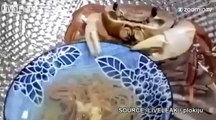 Un crabe mangeur de nouilles!