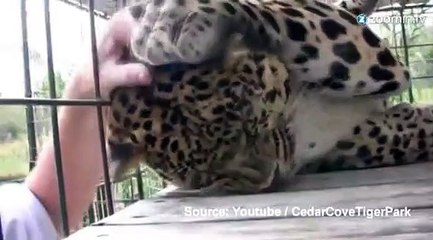 Le léopard qui se prenait pour un chat