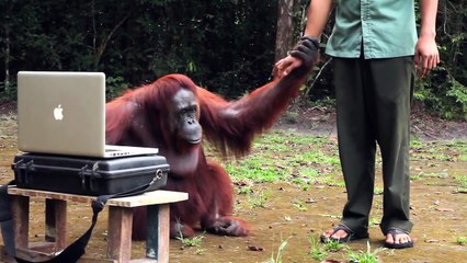 Une petite fille communique en langue des signes avec un ourang-outan
