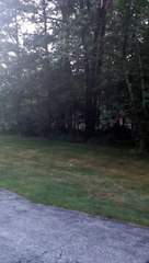 Un ours qui marche comme un humain