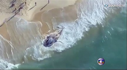 Une baleine mystérieusement échouée à Rio