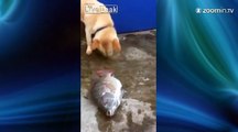 Un chien tente de sauver la vie d'un poisson
