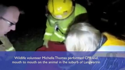 Un koala sauvé grâce au bouche-à-bouche