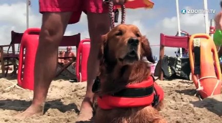 Alerte à Rome : des chiens sauvent des vies