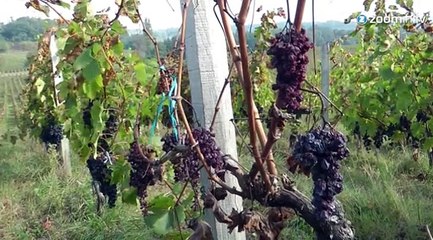 Ecoutez les sons qui soignent les plantes!