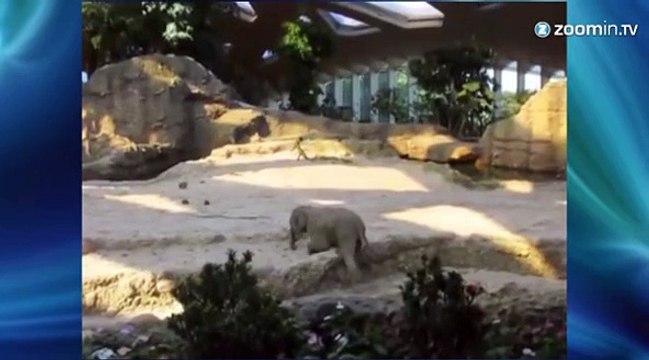 Ce bébé éléphant ne tient pas sur ses pattes!