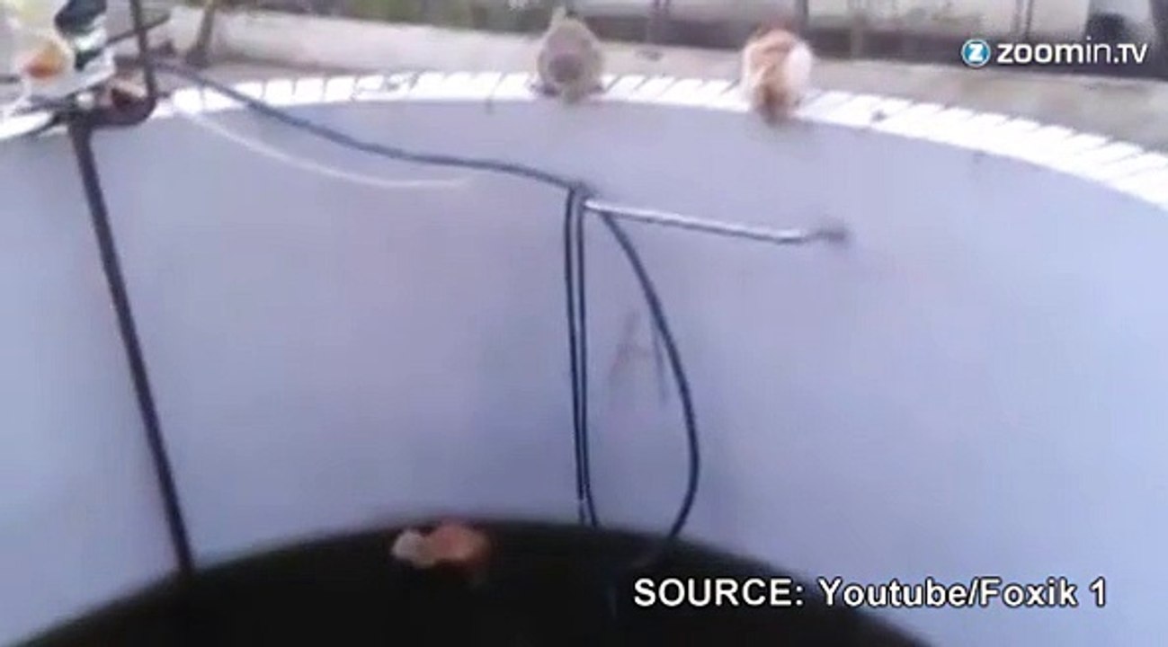 Un matou poussé par son rival dans un puits!