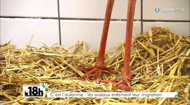 100.000 oiseaux migrateurs en Belgique