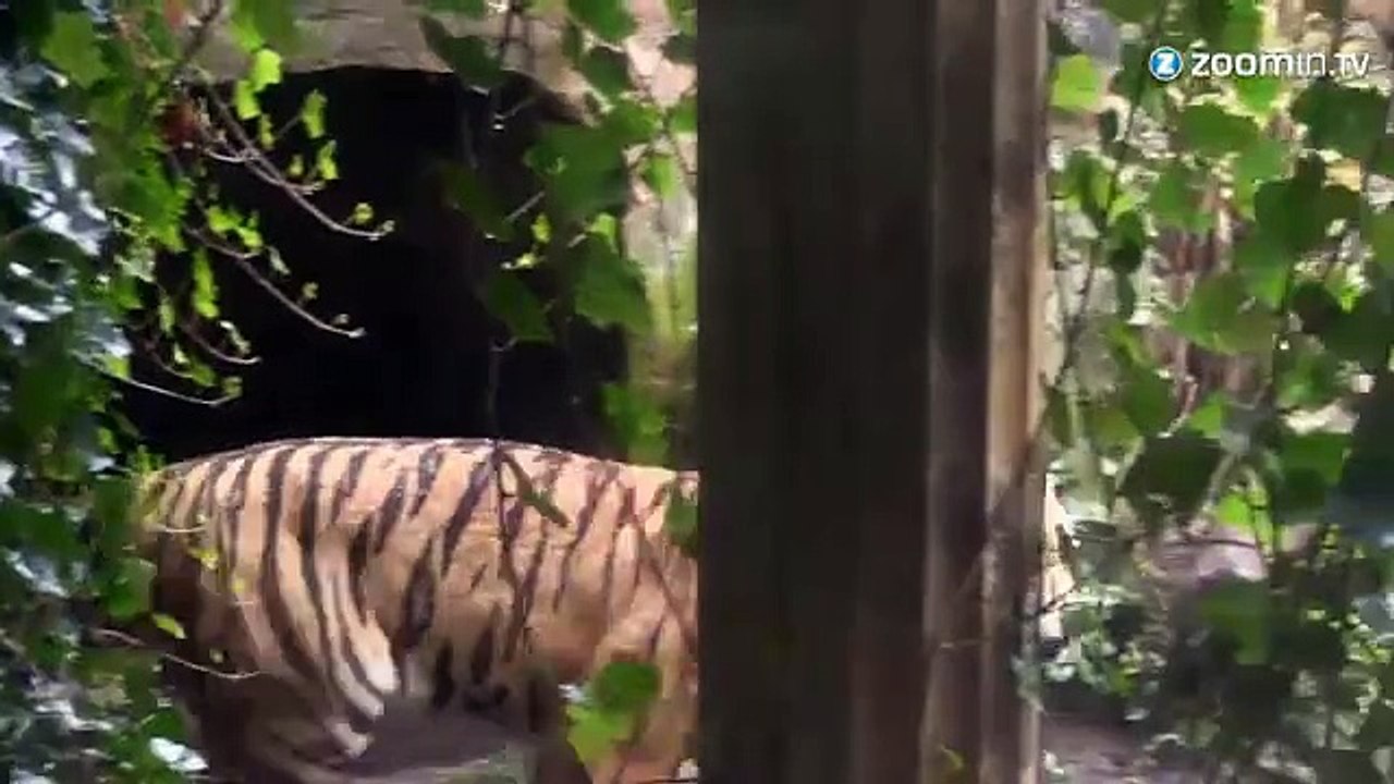 Trois bébés tigres retrouvent leur père, poignant!