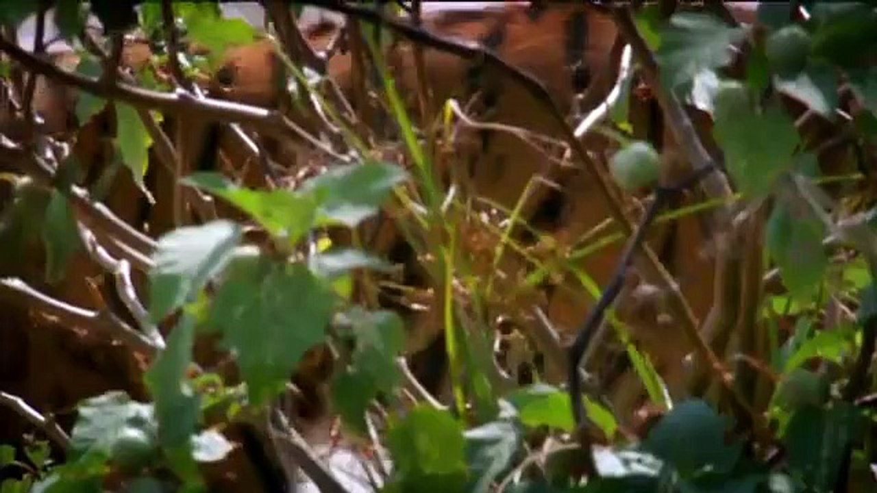 Les tigres mangeurs d'homme en Inde