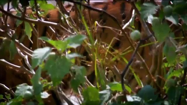 Les tigres mangeurs d'homme en Inde