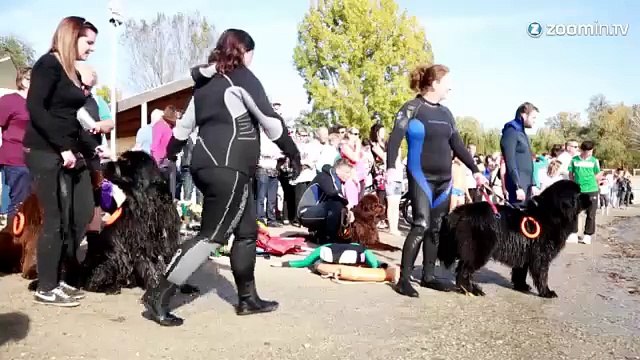 Le Terre-Neuve, un chien qui vous veut du bien!