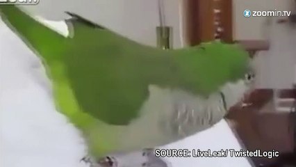 Cet oiseau se prend un interminable fou rire!