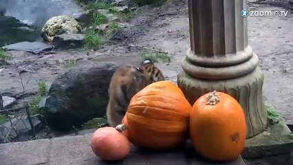 Ces tigres de Sibérie fêtent Halloween
