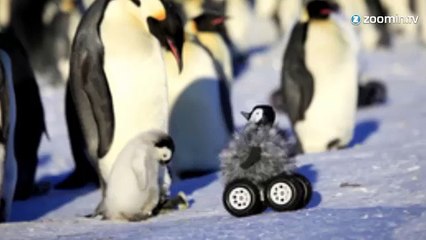 Pour la recherche, ils créent un faux pingouin!