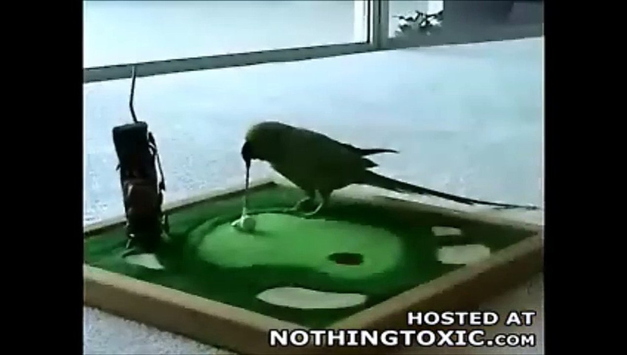 fofos e engraçados e amigos