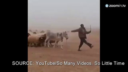 Fidèles à eux-mêmes, ces moutons suivent...