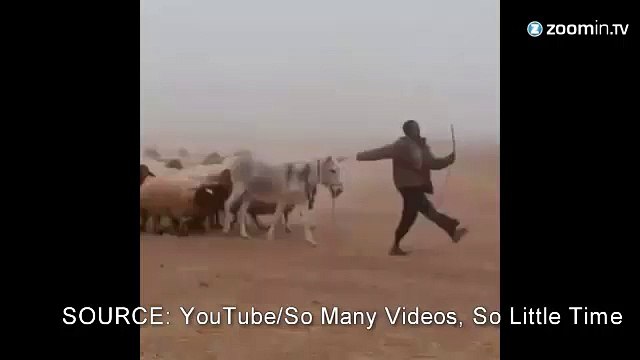 Fidèles à eux-mêmes, ces moutons suivent...