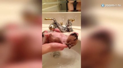 Ce chiot prend un bon bain chaud!
