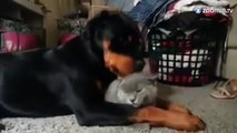 Un rottweiler fait la toilette de son ami le chat