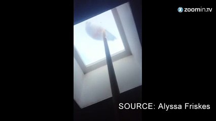 Omnibulé par un balai, ce pigeon tourne en rond...