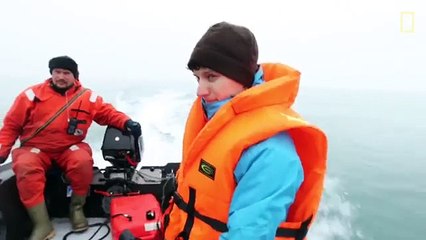 Il trouve un requin du Groenland, une espèce jamais observée auparavant !