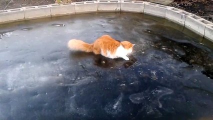 Chat VS Poisson : combat glacial