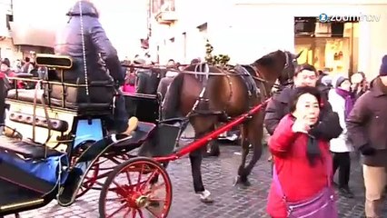Rome: les calèches, un enfer pour les chevaux!