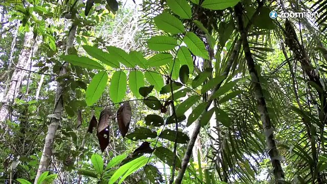 Ebola : des scientifiques découvrent le 'patient nº0'