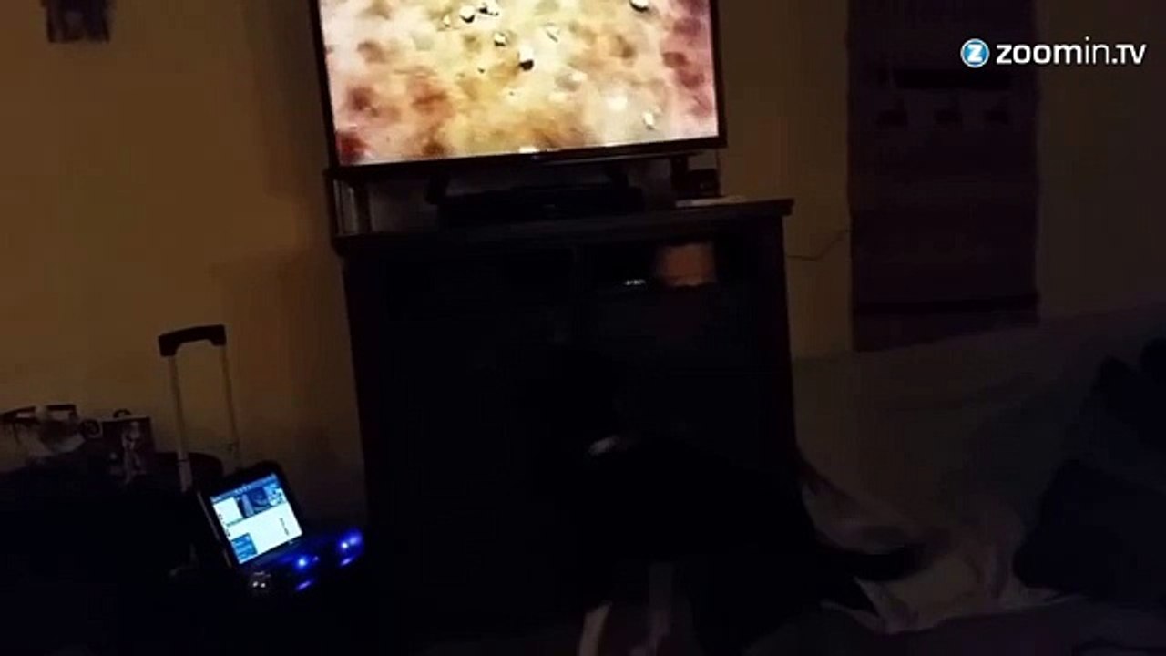 Marre de jouer avec votre toutou? On a la solution...