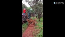En plein saut, ce tigre est figé par un beau ralenti!