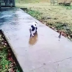 La vidéo mignonne du jour : un petit cochon glisse sur du verglas