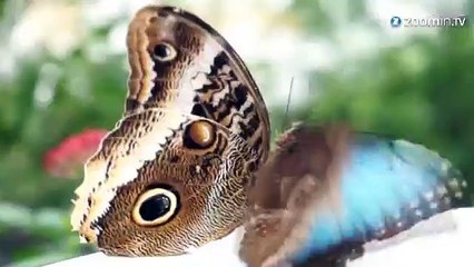 A la rencontre d'un papillon scintillant, le Morpho