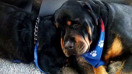 Un chien pleure la mort de son frère